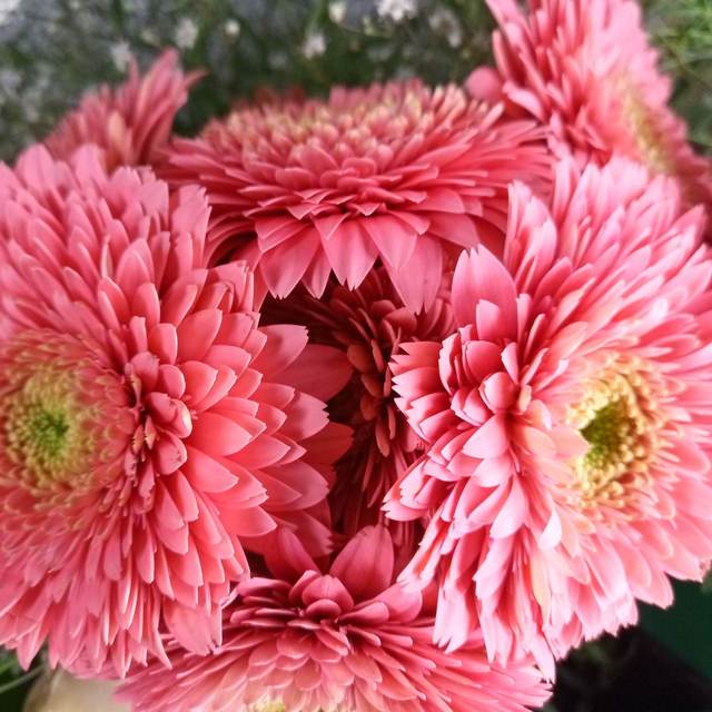 Gerbera Pomponi Terra Cupid - Cut Flowers